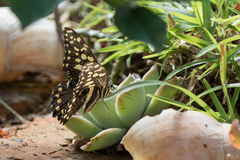 Papilio demodocus demodocus