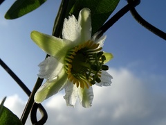 Passiflora biflora