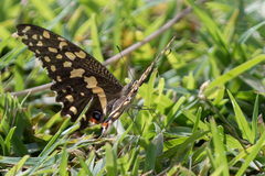 Papilio demodocus demodocus