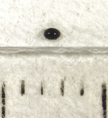 Corylophidae
