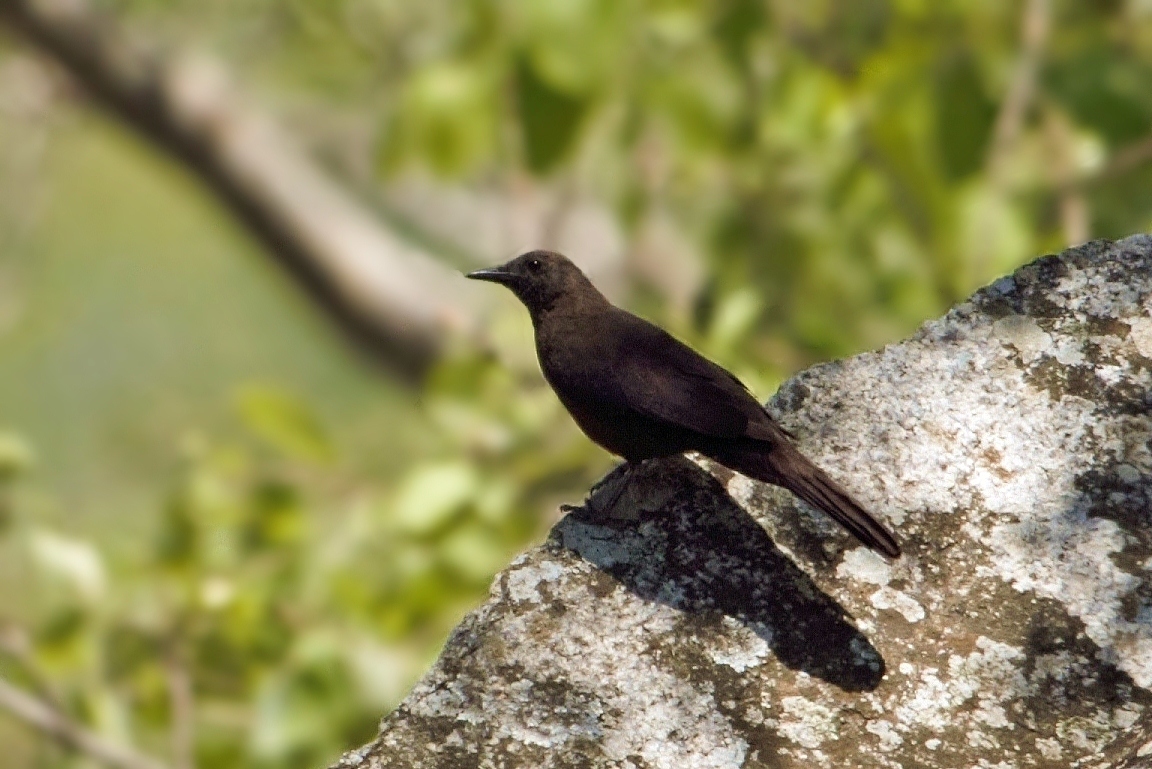 Boulder Chat (Pinarornis plumosus), photo 10