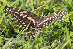 Papilio demodocus demodocus