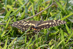 Papilio demodocus demodocus
