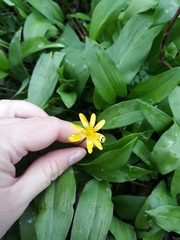 Ficaria verna