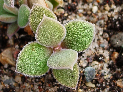 Delosperma jansei