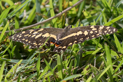 Papilio demodocus demodocus