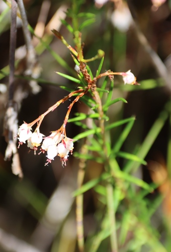 Image of Erica polifolia by (c) Tony Rebelo, some rights reserved (CC BY-SA)