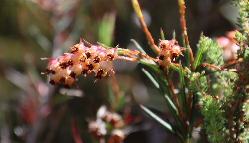 Image of Erica polifolia by (c) Tony Rebelo, some rights reserved (CC BY-SA)