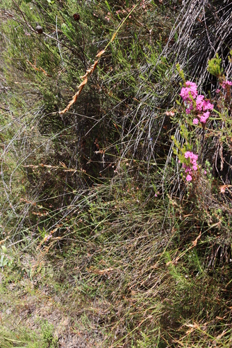 Image of Erica polifolia by (c) Tony Rebelo, some rights reserved (CC BY-SA)