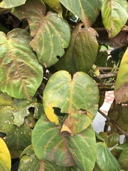 Passiflora ligularis