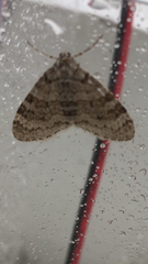 Trichopteryx carpinata