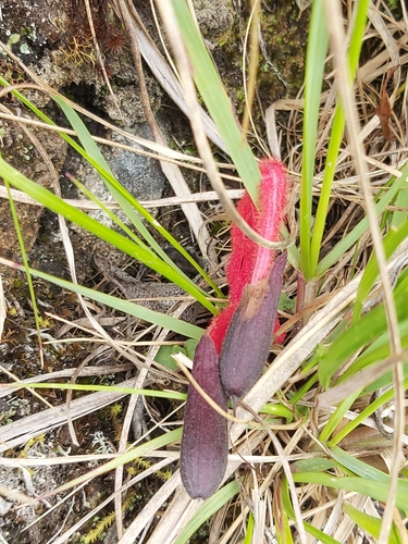 Image of Salvia dombeyi by (c) Tim, some rights reserved (CC BY)