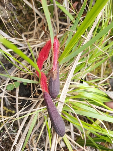 Image of Salvia dombeyi by (c) Tim, some rights reserved (CC BY)