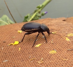Carabus impressus
