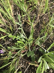 Silene gallica