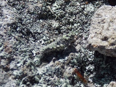 Leuronotina
