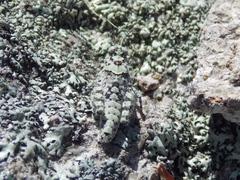 Leuronotina