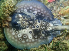 Circular Stingaree photo 5