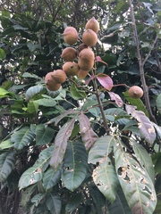 Pittosporum undulatum