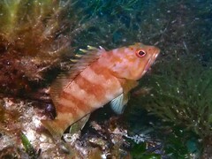 Halfmoon Grouper photo 4