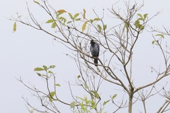 Cyanocorax violaceus