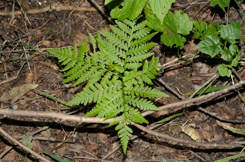 Botrychium strictum iNat (1)