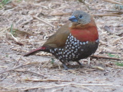 Hypargos niveoguttatus