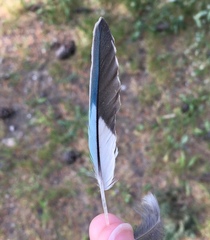 Melopsittacus undulatus domesticus