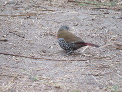 Hypargos niveoguttatus