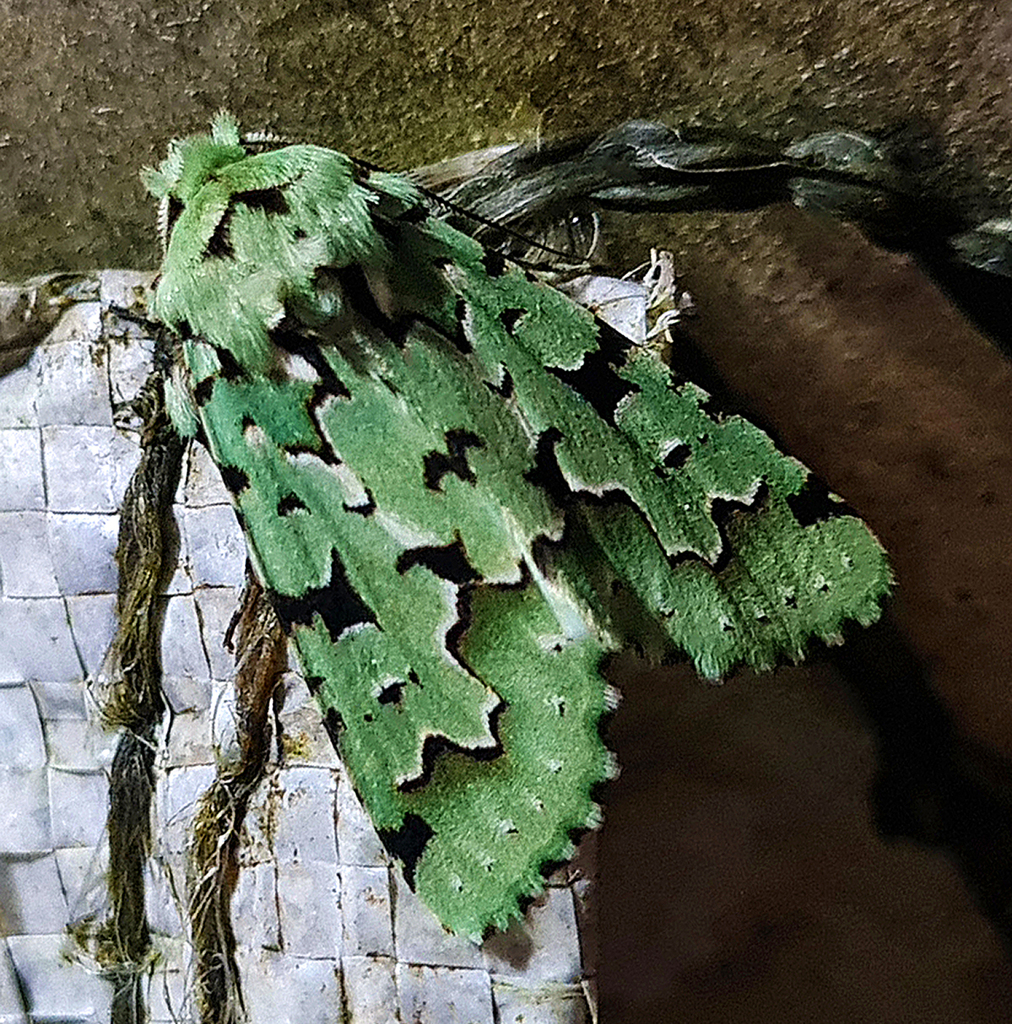 Diphtherocome pallida