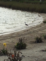 Egretta tricolor image