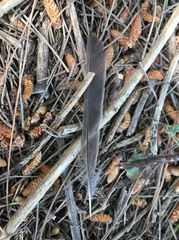 Sylvia atricapilla atricapilla