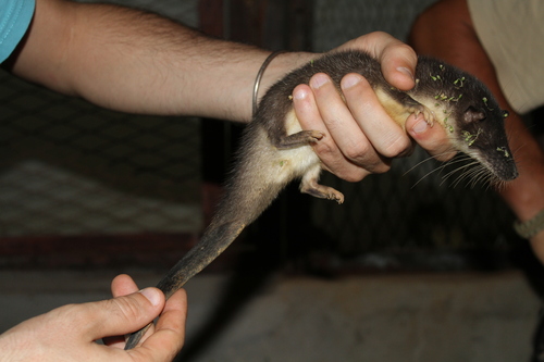 Giant Ottershrew photographed in Gabon