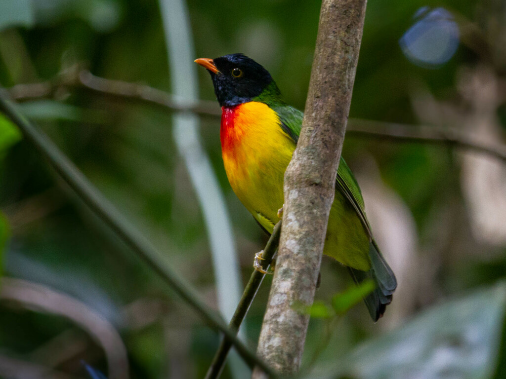 Handsome Fruiteater (Pipreola formosa) photo