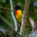Handsome Fruiteater - Photo (c) Oswaldo Hernández, some rights reserved (CC BY-NC), uploaded by Oswaldo Hernández