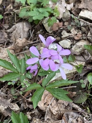Cardamine quinquefolia