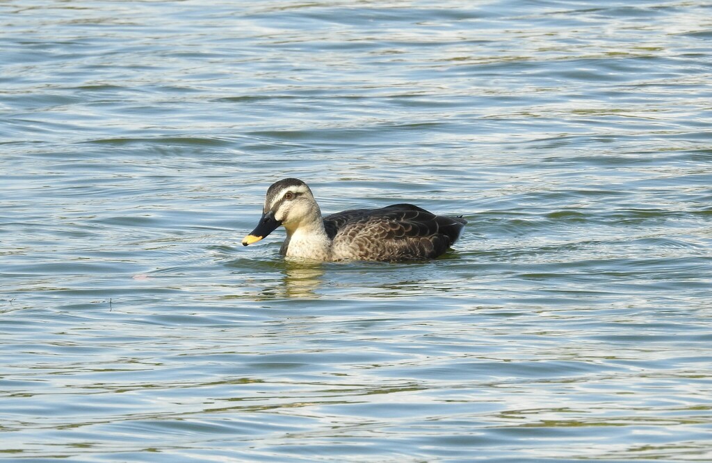 Eastern Spot-billed Duck from Higashisumiyoshi Ward, Osaka, Japan on ...