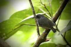 Dysithamnus mentalis