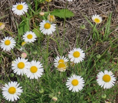 Aphanostephus ramosissimus