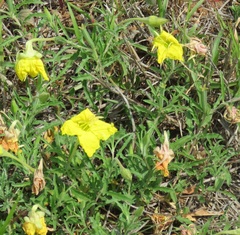 Oenothera hartwegii