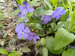 Vinca minor