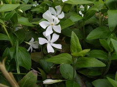 Vinca minor