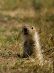 Spermophilus major