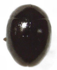 Corylophidae
