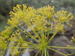 Thapsia villosa