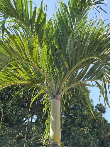 Adonidia merrillii