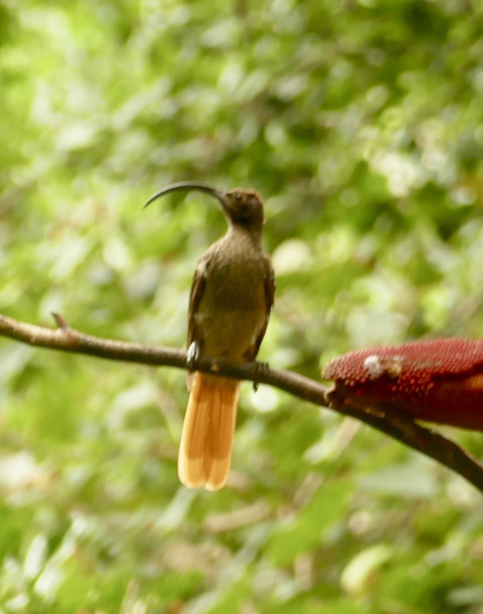 Black-billed Sicklebill (Drepanornis albertisi), photo 2