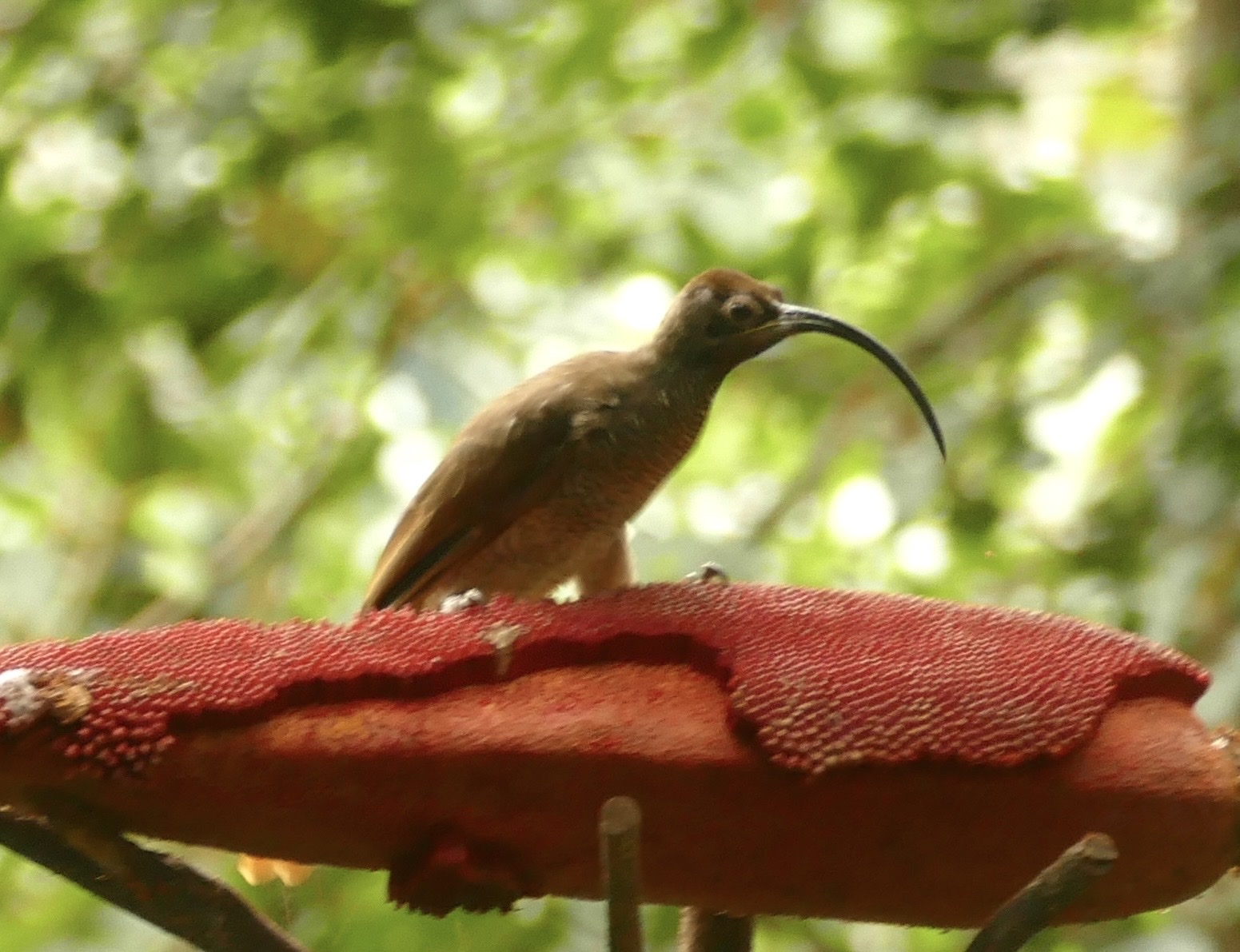 Black-billed Sicklebill (Drepanornis albertisi), photo 1