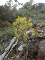 Thapsia villosa