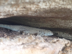 Sceloporus merriami